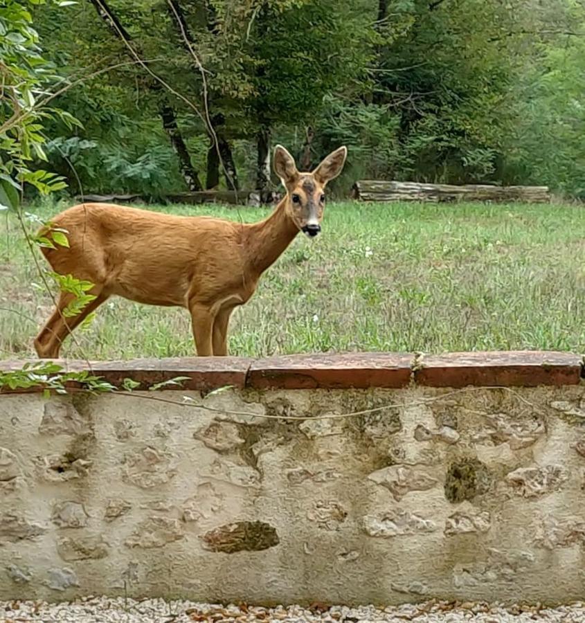 Chateau Des Nouies Βίλα Selles-sur-Cher Εξωτερικό φωτογραφία